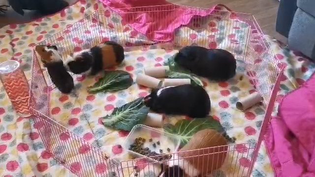 Guniea pigs