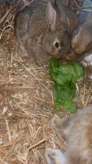 Castor Rex X French Lop