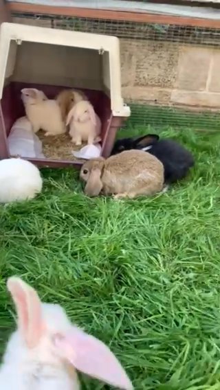 baby bunnies ready NOW