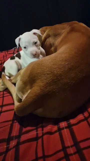 white Female bully.  8weeks old