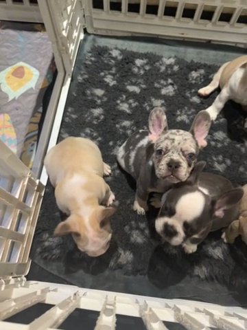 French Bulldog Puppies available