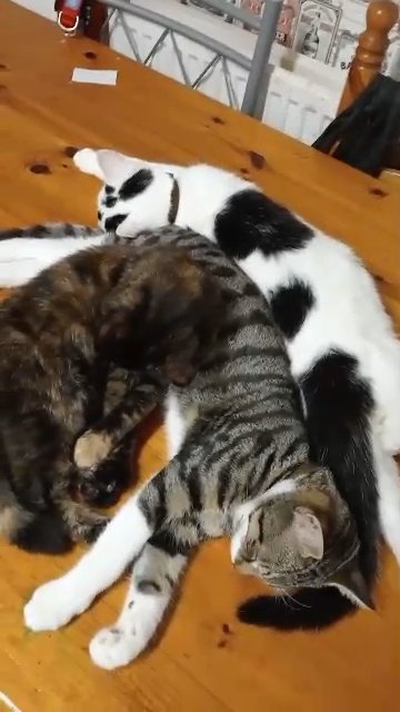 kittens