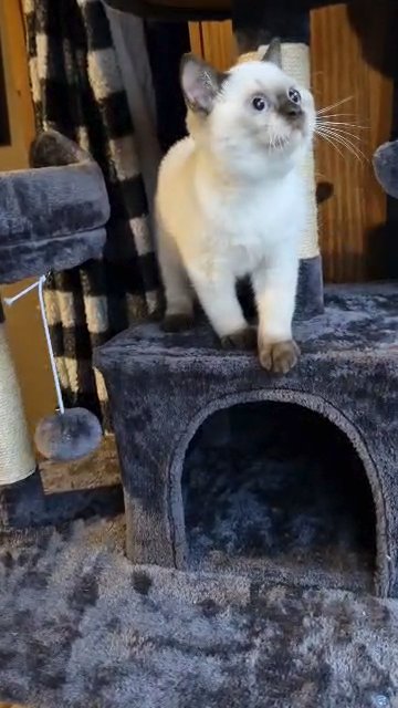 British shorthair chocolate colourpoint