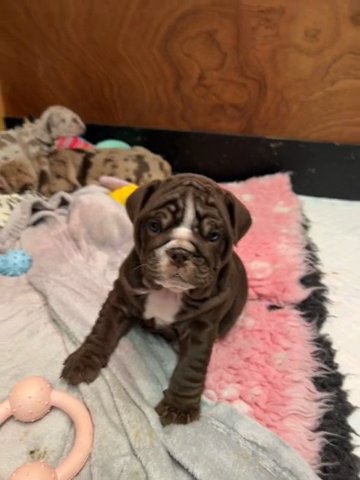 English Bulldog Girl ?