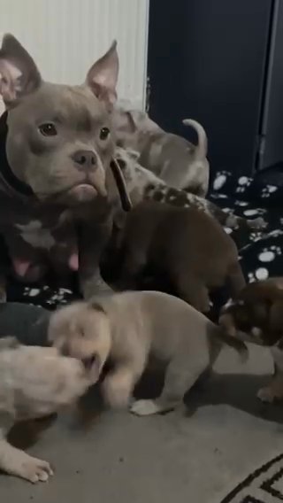 Micro Bully Puppies