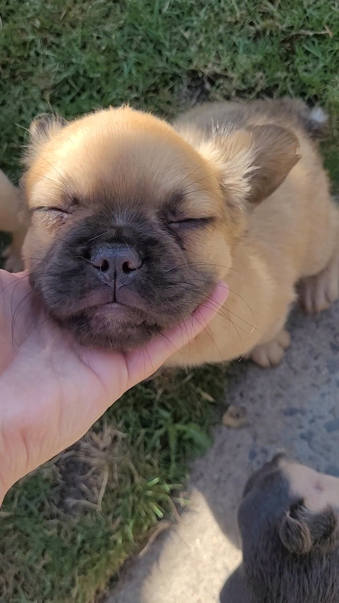 Full fluffy french bulldog male