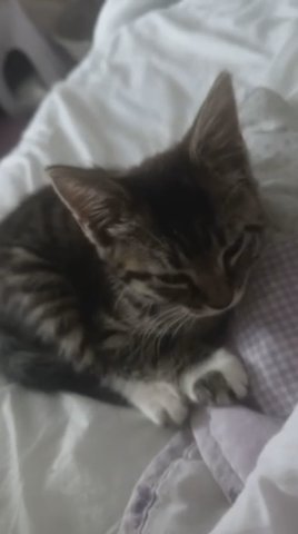 Cute Tabby Kitten
