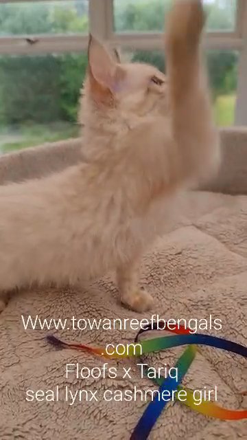 rare cashmere bengals tica registered