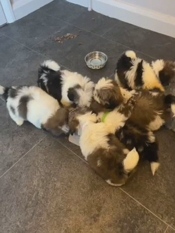 Beautiful Shih Tzu Puppies