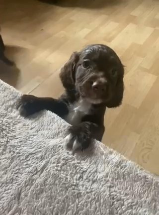 Two Little Sprocker Boys Left