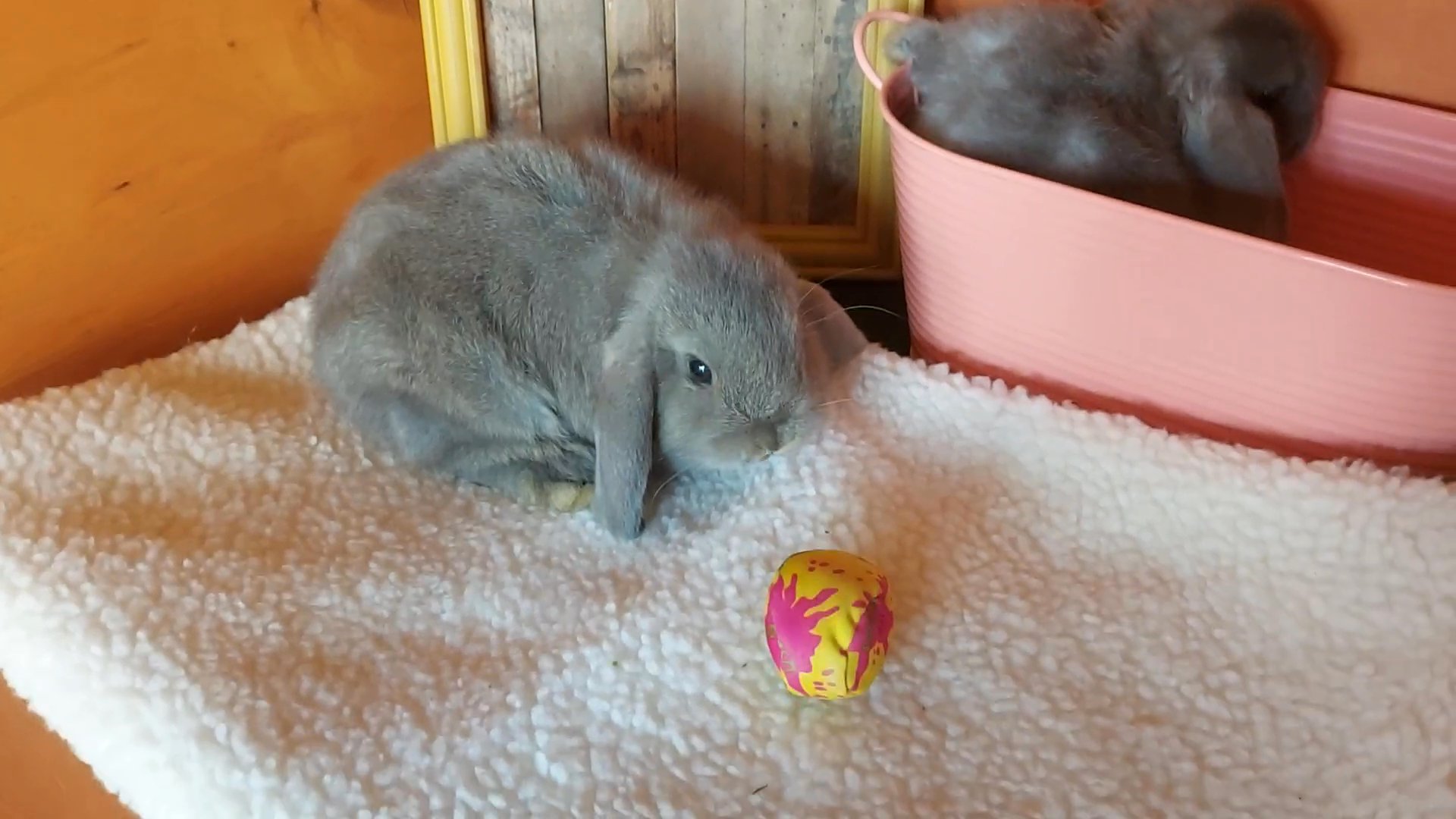 2 mini lops for sale