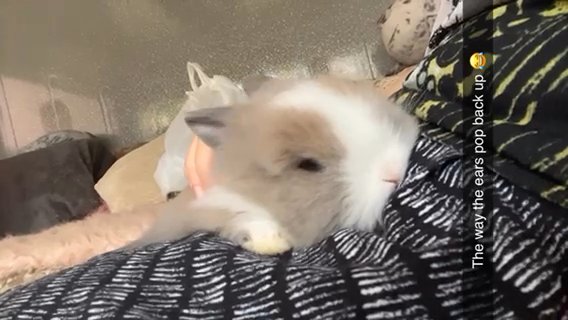7 Week Old Lionhead Boy!