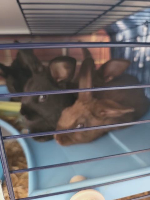 4 baby rabbits