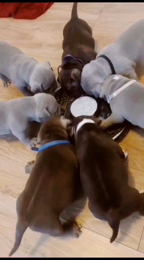 Micro bully exotic