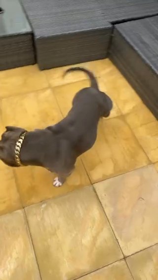 Abkc American Pocket Lilac Female Ch Homicide Grand Daughter