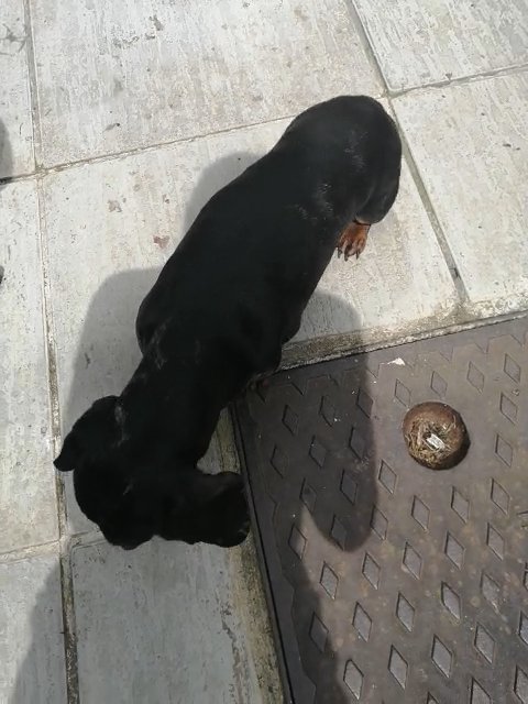 Daschunds female