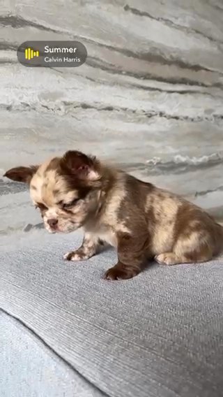 Visual Fluffy Rojo Merle
