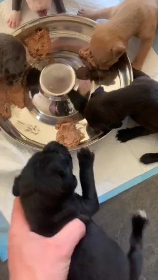 10 x American Bully pups