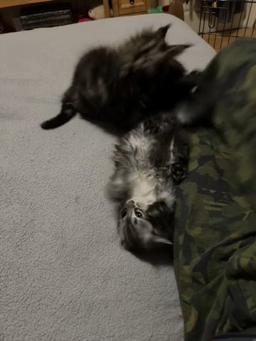 2 Female Maine Coon Kittens For Sale