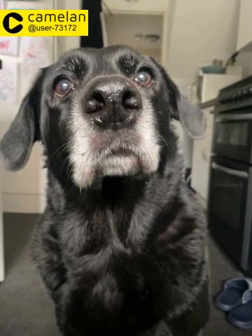 dog/ puppy wanted