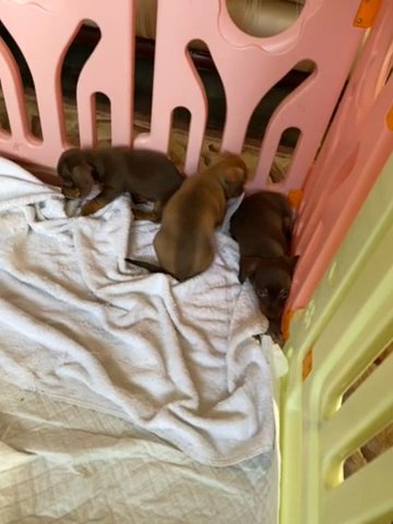 Stunning Miniature Dachshund Puppies