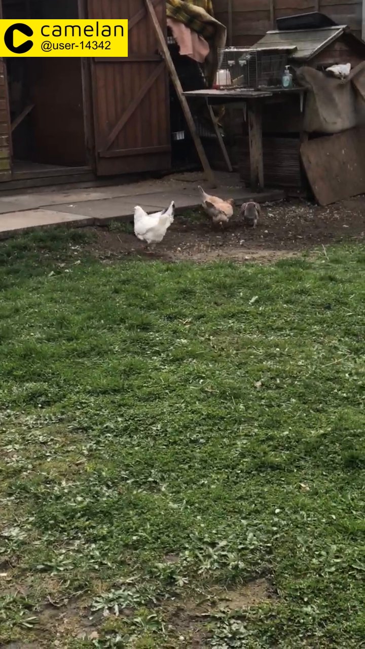 modina pigeons