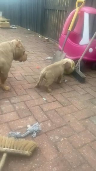 Pocket Bully’s For Sale Great Price