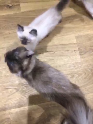 Beautiful Ragdolls