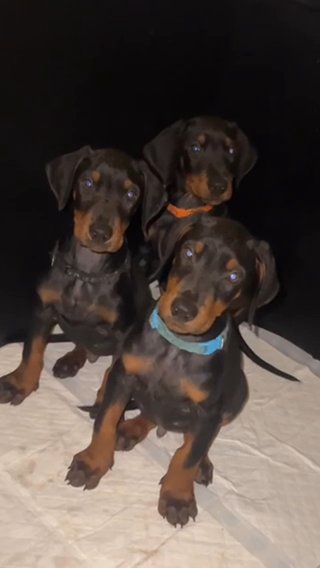 Dobermans