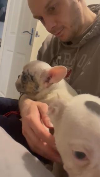 French Bulldog
