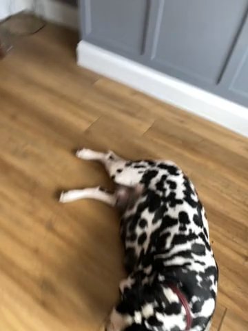 Beautiful Fully K.c  Dalmation Puppies