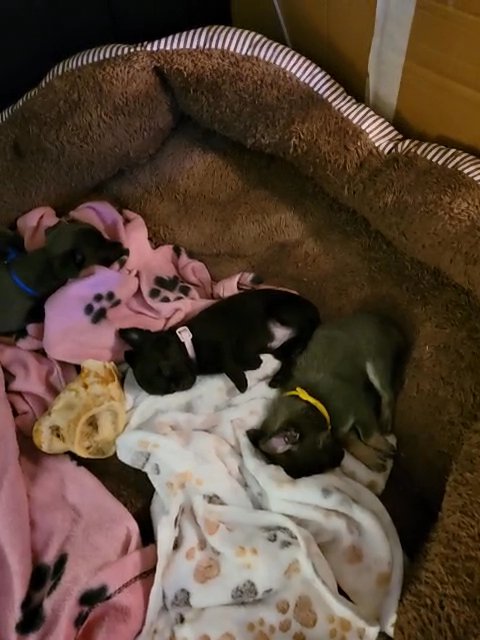 2 male blue chihuahua puppies and black female