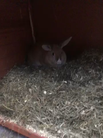female rabbit looking for a home