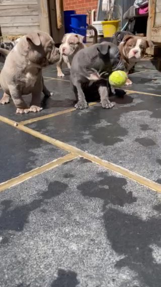American Bully Babies