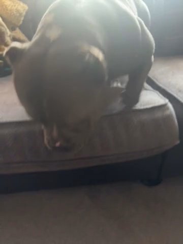 American Pocket Bully