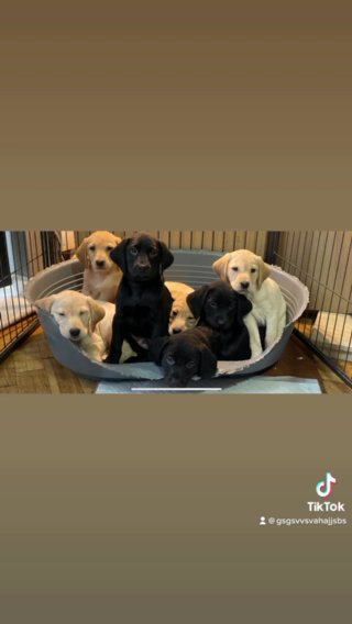 7 Labrador Puppies Ready To Leave