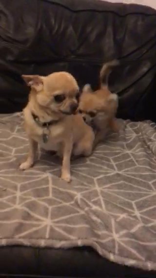 Tiny Tiny Tiny Quality Kc 11 Mth Girl Longcoat Chihuahua