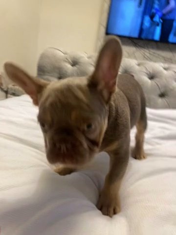 1 Male Frenchies Adorable 14 Weeks Old Kc Registered. Micro Chipped And Had Both Injections