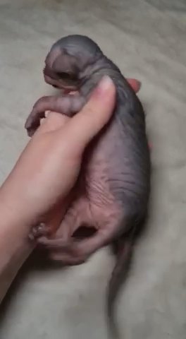 Quality Sphynx Kitten in London