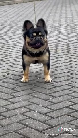 fuzz lightyear visual fluffy french bulldog STUD ONLY