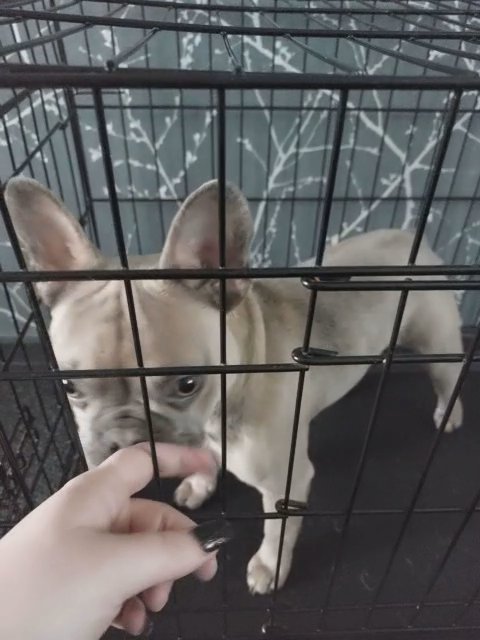male French bulldog for sale