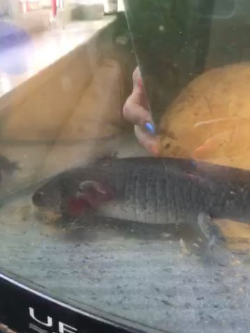 Axolotls
