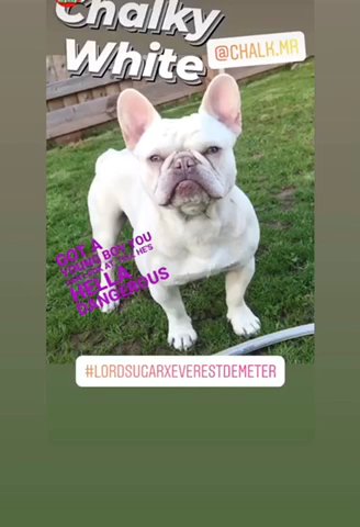Platinum french bulldog stud