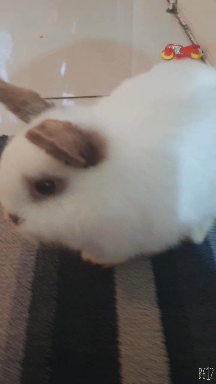 rabbits female only £15 barking cash and pickup only