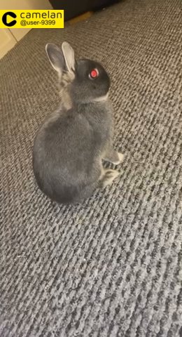 Netherland dwarf rabbit