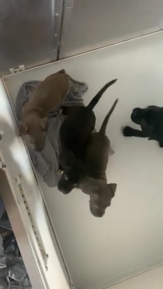 cane corso
