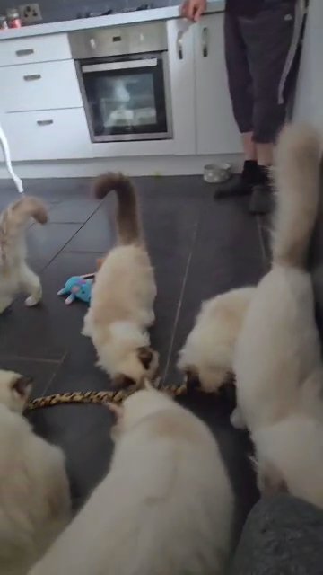 Tica reg.Sweet and healthy Ragdolls for sale