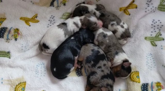 Blueberry, blue merle and Biewer beautiful puppies