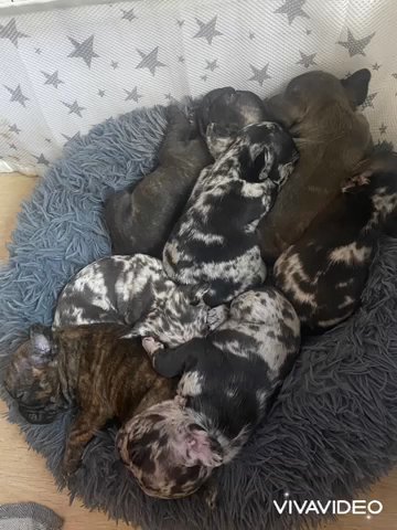 Gorgeous French Bulldog Puppies - Lilac, Merle, Blue, Brindle, Chocolate