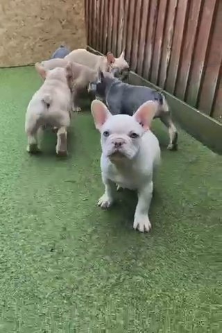 6 French Bulldogs REDUCED
